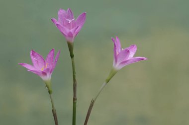 Pembe yağmurun güzelliği tam çiçeklendiğinde. Bu bitkinin bilimsel adı Zephyranthes rosea..