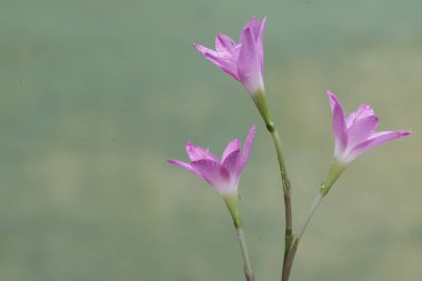 Pembe yağmurun güzelliği tam çiçeklendiğinde. Bu bitkinin bilimsel adı Zephyranthes rosea..