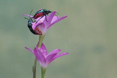 İki palyaço, çiçekli bir nilüfer çiçeğiyle besleniyor. Bu güzel, gökkuşağı renkli böceğin bilimsel adı Tectocoris diophthalmus..