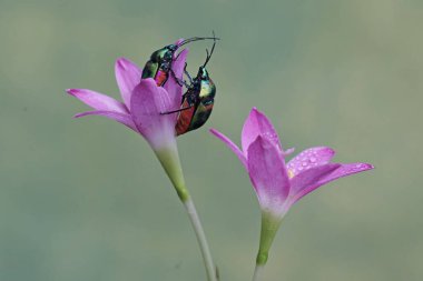 İki palyaço, çiçekli bir nilüfer çiçeğiyle besleniyor. Bu güzel, gökkuşağı renkli böceğin bilimsel adı Tectocoris diophthalmus..