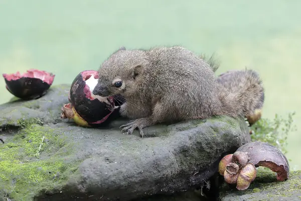 Young Plantain Squirrel Eating Ripe Mangosteen Fruit Fell Ground Rodent — Stock Photo, Image
