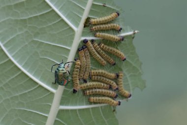 Birkaç yaprak kurdu aç gözlülükle genç bir yaprağı yiyordu. Bu böcek temel olarak yapraklar, çiçekler ve taze meyvelerle beslenir..