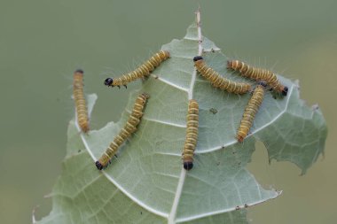 Birkaç yaprak kurdu aç gözlülükle genç bir yaprağı yiyordu. Bu böcek temel olarak yapraklar, çiçekler ve taze meyvelerle beslenir..