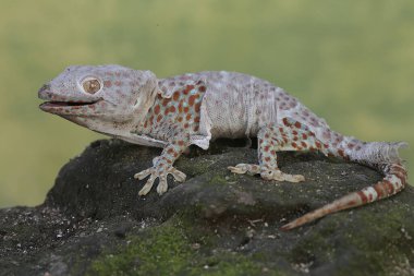 Bir tokay gecko deri değiştirme döneminden geçiyor. Bu sürüngenin bilimsel adı Gekko gecko.