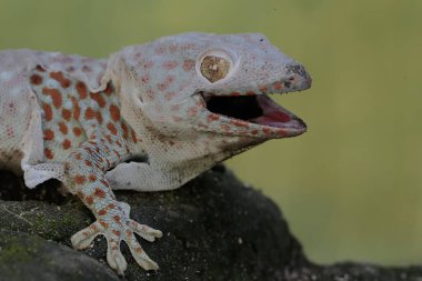 Bir tokay gecko deri değiştirme döneminden geçiyor. Bu sürüngenin bilimsel adı Gekko gecko.