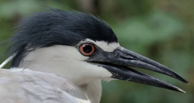 Siyah taçlı bir balıkçıl balığının kafası. Şık ve asil görünüyor. Bu kuşun bilimsel adı Nycticorax nycticorax.
