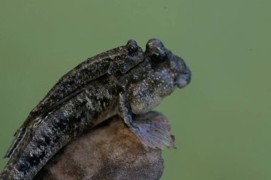 Çamurlu iki zıpzıp nehir ağzının kenarındaki yıpranmış bir kütüğün üzerinde dinleniyor. Çoğunlukla çamurda yapılan bu balığın bilimsel adı Periophthalmus Argentilineatus..