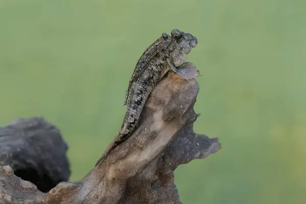 Stock image Two barred mudskippers are resting on a weathered log at the edge of a river mouth. This fish, which is mostly done in the mud, has the scientific name Periophthalmus argentilineatus.