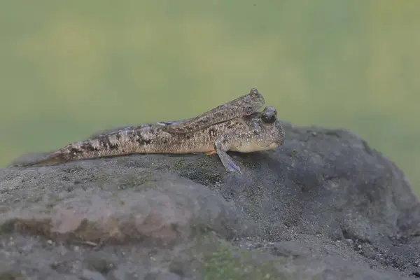 stock image Two barred mudskippers resting on a rock covered with moss at the mouth of the beach. This fish, which is mostly done in the mud, has the scientific name Periophthalmus argentilineatus.