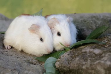 İki yavru kobay kayaların arasında yetişen otları yiyor. Bu kemirgen memelinin bilimsel adı Cavia Porcellus..