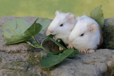 İki yavru kobay kayaların arasında yetişen otları yiyor. Bu kemirgen memelinin bilimsel adı Cavia Porcellus..