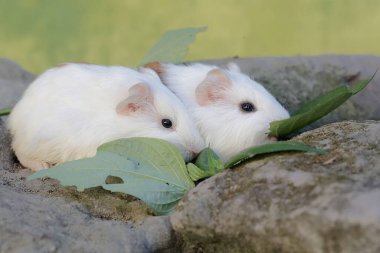 İki yavru kobay kayaların arasında yetişen otları yiyor. Bu kemirgen memelinin bilimsel adı Cavia Porcellus..
