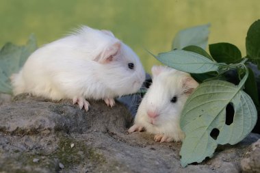 İki yavru kobay kayaların arasında yetişen otları yiyor. Bu kemirgen memelinin bilimsel adı Cavia Porcellus..