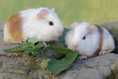 İki yavru kobay kayaların arasında yetişen otları yiyor. Bu kemirgen memelinin bilimsel adı Cavia Porcellus..