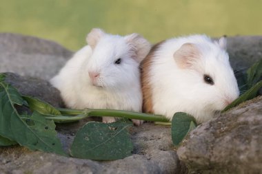 İki yavru kobay kayaların arasında yetişen otları yiyor. Bu kemirgen memelinin bilimsel adı Cavia Porcellus..