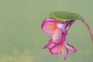 Yeşil bir çalı cırcır böceği frangipani çiçekleri yiyor. Geceleri aktif olan bu böceğin bilimsel adı Arachnacris corporalis..