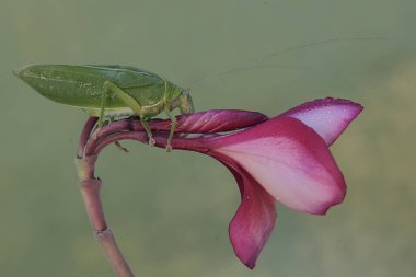 Yeşil bir çalı cırcır böceği frangipani çiçekleri yiyor. Geceleri aktif olan bu böceğin bilimsel adı Arachnacris corporalis..
