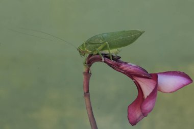 Yeşil bir çalı cırcır böceği frangipani çiçekleri yiyor. Geceleri aktif olan bu böceğin bilimsel adı Arachnacris corporalis..
