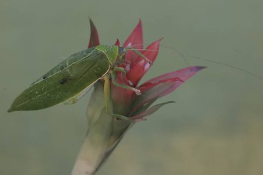 Yeşil bir çalı cırcır böceği yabani ananas çiçekleri yiyor. Geceleri aktif olan bu böceğin bilimsel adı Arachnacris corporalis..
