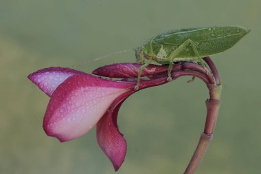 Yeşil bir çalı cırcır böceği frangipani çiçekleri yiyor. Geceleri aktif olan bu böceğin bilimsel adı Arachnacris corporalis..