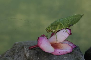 Yeşil bir çalı cırcır böceği frangipani çiçekleri yiyor. Geceleri aktif olan bu böceğin bilimsel adı Arachnacris corporalis..