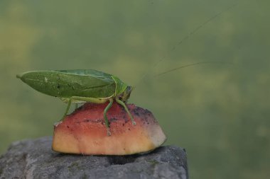 Yeşil bir çalı cırcır böceği olgun papaya meyvesi yiyor. Geceleri aktif olan bu böceğin bilimsel adı Arachnacris corporalis..