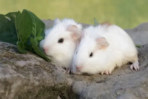 İki yavru kobay kayaların arasında yetişen otları yiyor. Bu kemirgen memelinin bilimsel adı Cavia Porcellus..