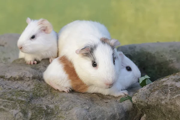 Yetişkin bir dişi kobay ve iki yavrusu yaban otları yiyor. Bu kemirgen memelinin bilimsel adı Cavia Porcellus..