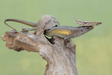 Sıradan bir güneş lekesi çürüyen bir ağaç gövdesindeki çekirgeyi avlamaya hazırdır. Bu sürüngenin bilimsel adı Mabouya multifasciata..
