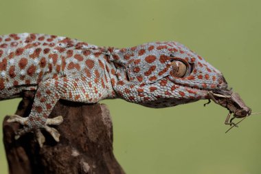 Bir tokay gecko bir çekirgeyi avlıyor. Bu sürüngenin bilimsel adı Gekko gecko.