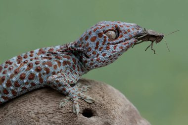 Bir tokay gecko bir çekirgeyi avlıyor. Bu sürüngenin bilimsel adı Gekko gecko.