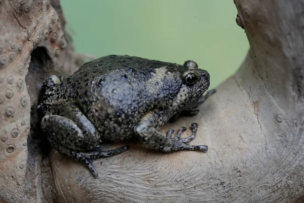 An adult Muller\'s narrow mouth frog is resting on a dry tree branch. This amphibian has the scientific name Kaloula baleata.