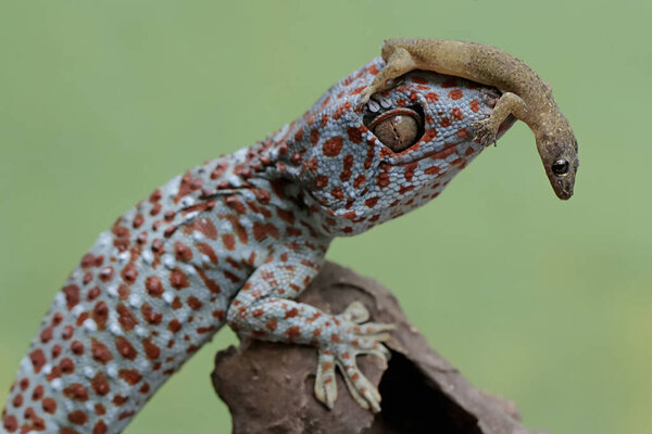 A tokay gecko is preying on a flat-tailed house-gecko. This reptile has the scientific name Gekko gecko.