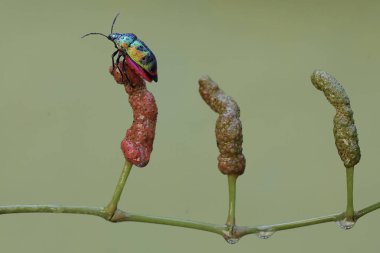 Bir grup soytarı böcek, meyvelerle kaplı uzun kağıt bitkilerinin dallarında yiyecek arıyor. Bu güzel, gökkuşağı renkli böceğin bilimsel adı Tectocoris diophthalmus..