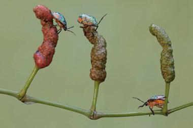 Bir grup soytarı böcek, meyvelerle kaplı uzun kağıt bitkilerinin dallarında yiyecek arıyor. Bu güzel, gökkuşağı renkli böceğin bilimsel adı Tectocoris diophthalmus..