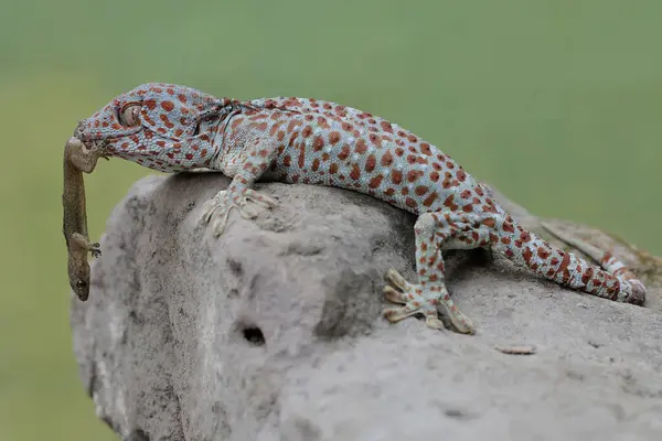 A tokay gecko is preying on a flat-tailed house-gecko. This reptile has the scientific name Gekko gecko.