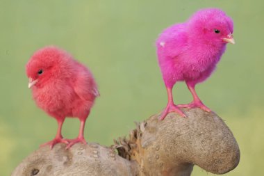 Renkli tüylü iki civcivin sevimli ve tapılası görünüşü. Bu hayvanın bilimsel adı Gallus gallus domesticus..