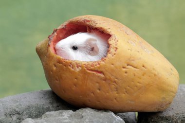 Yavru bir kobay, yere düşmüş olgun bir papaya meyvesi yiyor. Bu hayvanın bilimsel adı Cavia Porcellus..