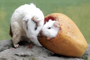 İki yavru kobay yere düşen olgun papayaları yiyorlar. Bu kemirgen memelinin bilimsel adı Cavia Porcellus..