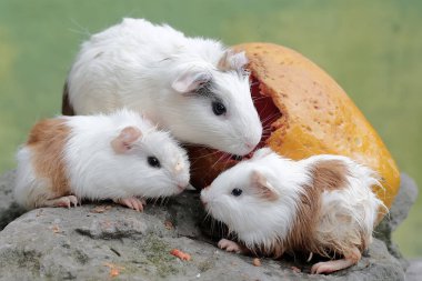 Yetişkin bir dişi kobay ve iki yavrusu yere düşen olgun papayaları yiyorlar. Bu kemirgen memelinin bilimsel adı Cavia Porcellus..