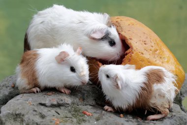 Yetişkin bir dişi kobay ve iki yavrusu yere düşen olgun papayaları yiyorlar. Bu kemirgen memelinin bilimsel adı Cavia Porcellus..