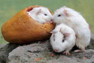 An adult female guinea pig with her two babies is eating ripe papaya that fell to the ground. This rodent mammal has the scientific name Cavia porcellus. clipart