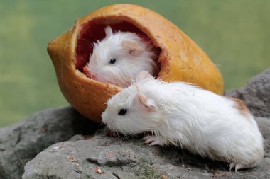 İki yavru kobay yere düşen olgun papayaları yiyorlar. Bu kemirgen memelinin bilimsel adı Cavia Porcellus..