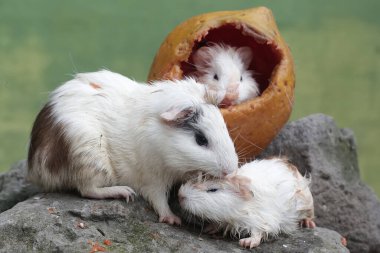 An adult female guinea pig with her two babies is eating ripe papaya that fell to the ground. This rodent mammal has the scientific name Cavia porcellus. clipart