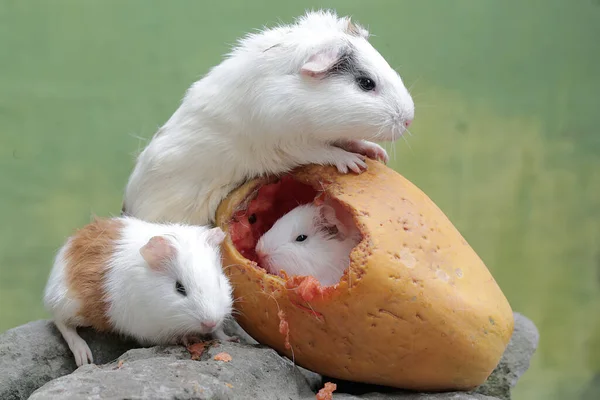 An adult female guinea pig with her two babies is eating ripe papaya that fell to the ground. This rodent mammal has the scientific name Cavia porcellus.
