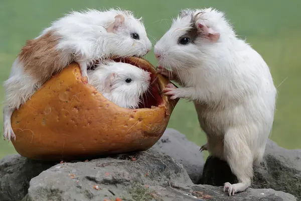 Yetişkin bir dişi kobay ve iki yavrusu yere düşen olgun papayaları yiyorlar. Bu kemirgen memelinin bilimsel adı Cavia Porcellus..