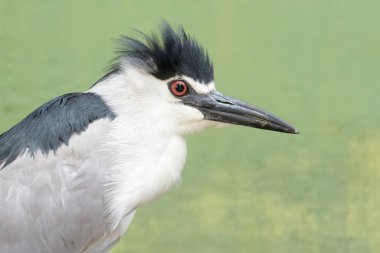 Siyah taçlı bir balıkçıl balığının kafası. Şık ve asil görünüyor. Bu kuşun bilimsel adı Nycticorax nycticorax.