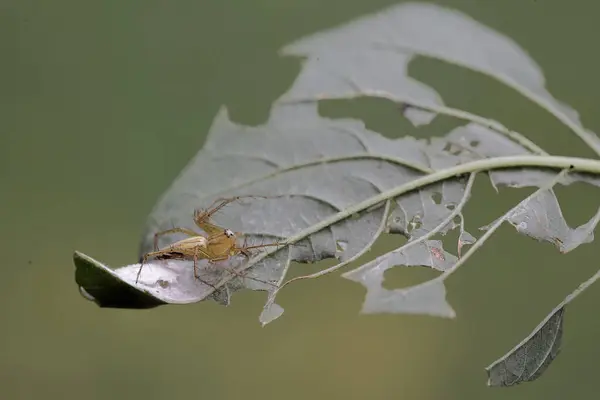 Une Petite Araignée Jaune Protège Son Nid Des Prédateurs — Photo