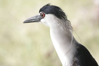 Siyah taçlı bir balıkçıl balığının kafası. Şık ve asil görünüyor. Bu kuşun bilimsel adı Nycticorax nycticorax.