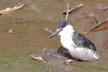 Siyah taçlı bir balıkçıl, suyun kuru olduğu küçük bir gölette yayın balığını avlamaya hazır. Bu kuşun bilimsel adı Nycticorax nycticorax.
